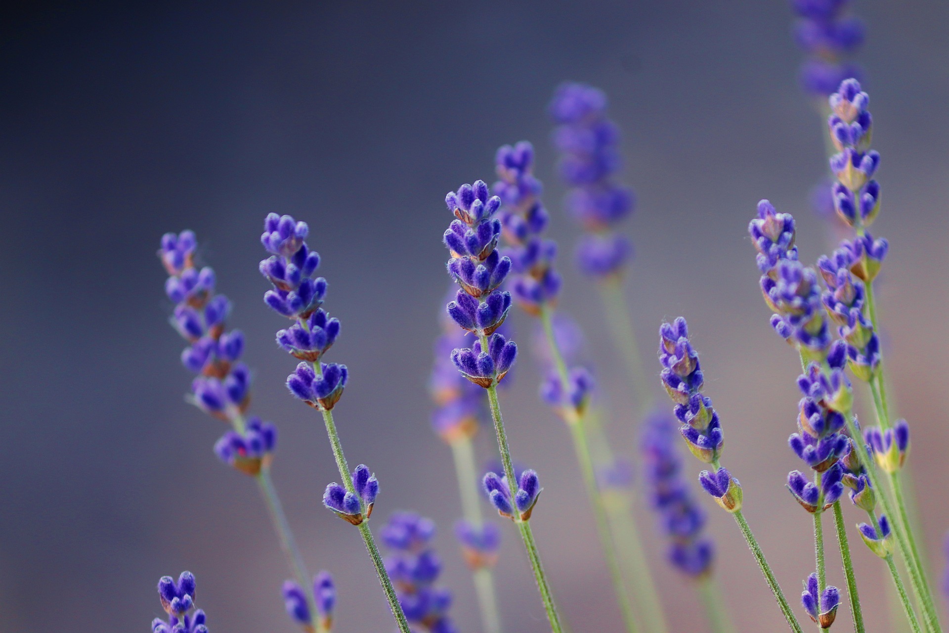 lavender