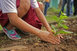 planting